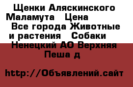 Щенки Аляскинского Маламута › Цена ­ 10 000 - Все города Животные и растения » Собаки   . Ненецкий АО,Верхняя Пеша д.